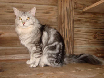 Suri's  Maureen's kittens 5-09 Andrew  Bobbie 092