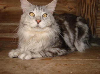 Suri's  Maureen's kittens 5-09 Andrew  Bobbie 096