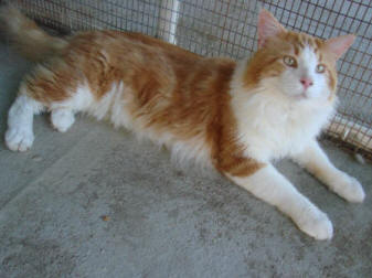 Suri's  Maureen's kittens 5-09 Andrew  Bobbie 100