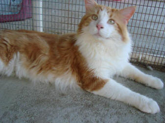 Suri's  Maureen's kittens 5-09 Andrew  Bobbie 108